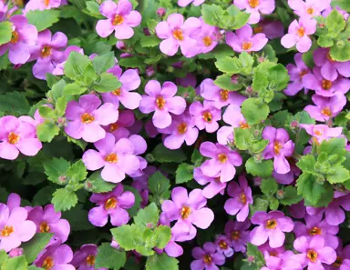 Bacopa 'Gulliver Violet' plant with elegant pink flowers amidst lush, green foliage.