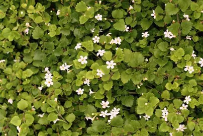 bacopa-blizzard-1