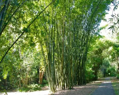 Bambusa oldhamii growing in a park.