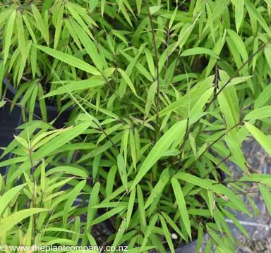 bambusa-textilis-gracilis-bamboo--1