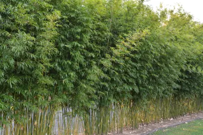 bambusa-textilis-gracilis-bamboo--2