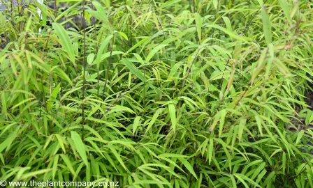 bambusa-textilis-gracilis-bamboo-