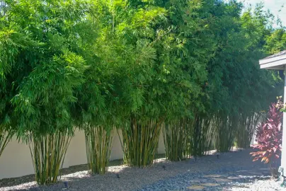 bambusa-wang-tsai-bamboo-