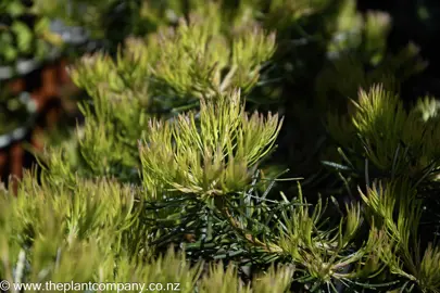 banksia-birthday-candles--2