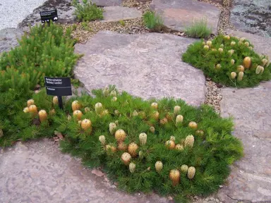 banksia-birthday-candles--3