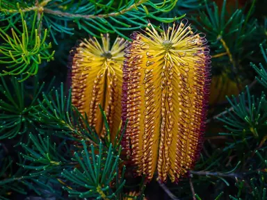 banksia-birthday-candles--4