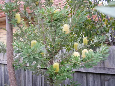 banksia-integrifolia-2