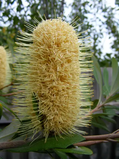 banksia-integrifolia-4