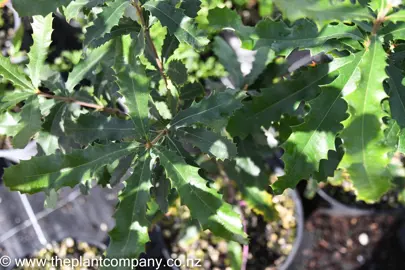 banksia-integrifolia-5