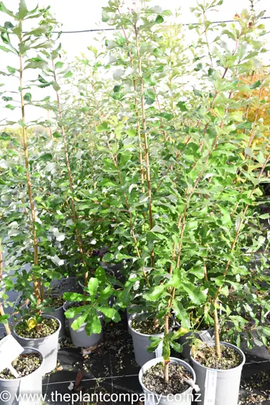 banksia-integrifolia-7