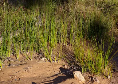 Baumea rubiginosa plants growing in mud.