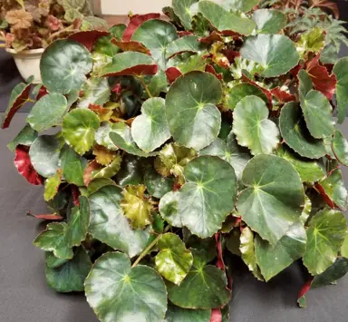 Begonia erythrophylla (Beefsteak Begonia) plant in a pot with lush, purple and green foliage.