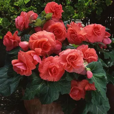 Begonia 'Frilled Coral Mist' plant with stunning orange flowers.