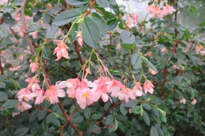 Begonia fuchsioides elegant, pink flowers and glossy green foliage.