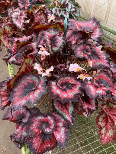 Begonia 'Heart Breaker' plants with highly colourful foliage.