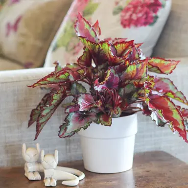 Begonia 'Little Devils' plant with colourful foliage in a pot.