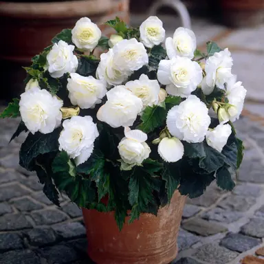Begonia 'Non-Stop Pearl Falls' plant in a pot with stunning white flowers and lush, green foliage.