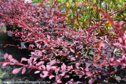 berberis-rose-glow--1