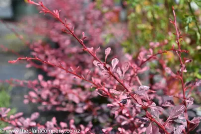 berberis-rose-glow-