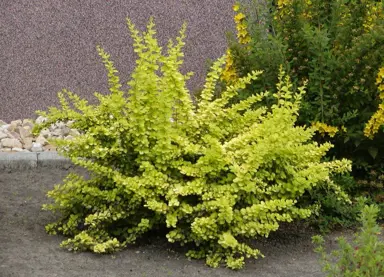 berberis-aurea-