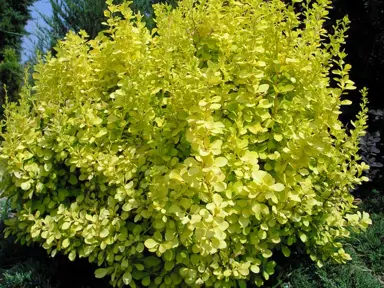 berberis-aurea-2