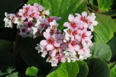 bergenia-marshmallow-