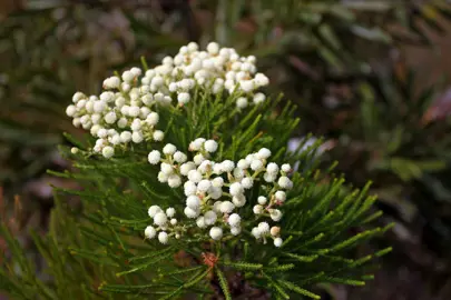 Berzelia abrotanoides plant with dark green foliage and white flowers.