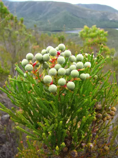 Berzelia galpinii plant with green berries.