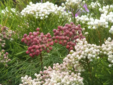 Berzelia rubra plants with red berries.