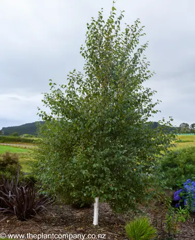 Betula jacquemontii tree showcasing white stems and an aesthetic form.