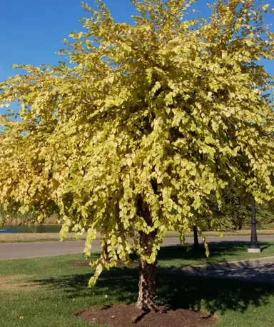 betula-summer-cascade-1