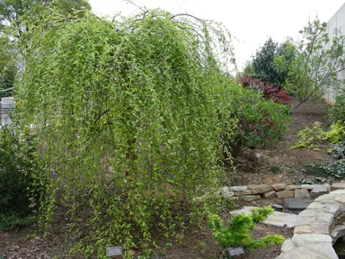 betula-summer-cascade-3