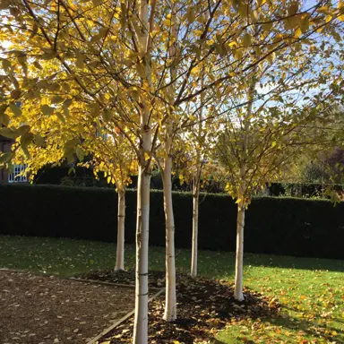 betula-jacquemontii-dazzler-2