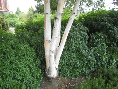 betula-jacquemontii-dazzler-3