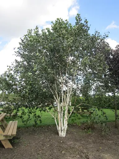 betula-jacquemontii-dazzler-4