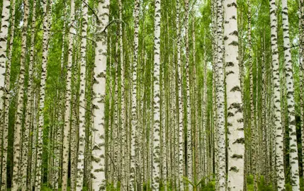 Betula utilis trees with stunning, white trunks.