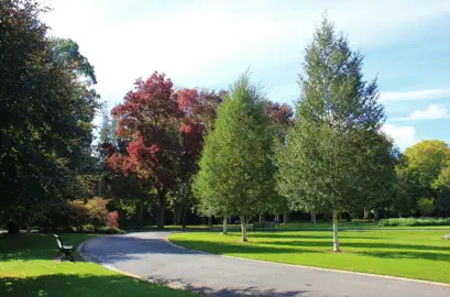 Betula White Spire in a park with a white trunk and lush, green foliage.