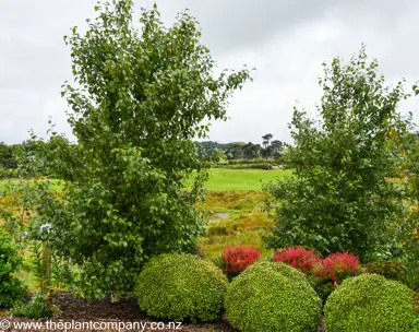 Betula White Spire growing in a garden with lush, green foliage.