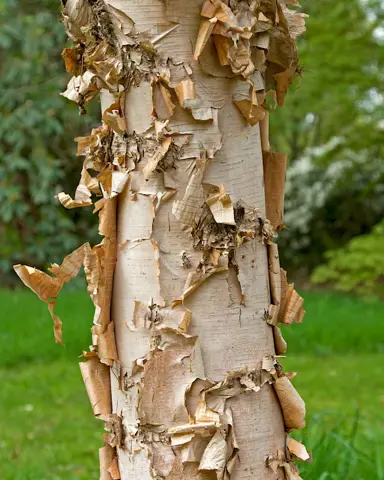 betula-costata-