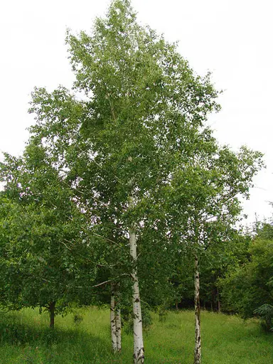 betula-pendula-