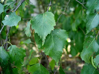 betula-pendula-2