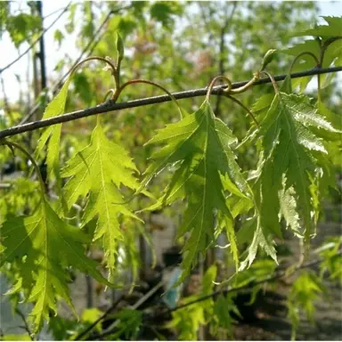 betula-pendula-dalecarlica-1