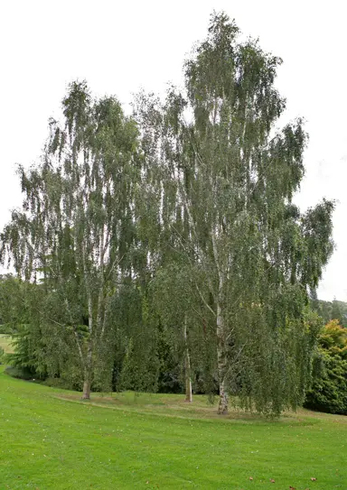 betula-pendula-dalecarlica-3