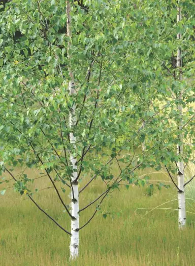 betula-platyphylla-japonica-2