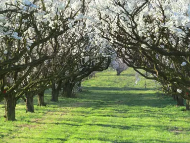A 'Black Doris' plum tree orchard in full flower.