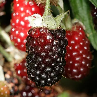 blackberry-thornless-jewel--2