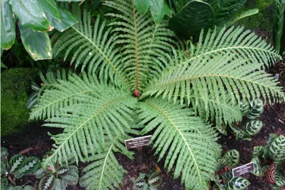 Blechnum brasiliense fern.
