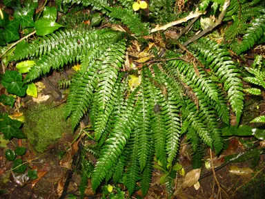 Blechnum chambersii fern.
