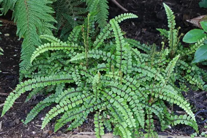 Blechnum fluviatile (Creek Fern) in a shade garden.