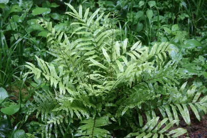 Blechnum minus fern with lush, green fronds.